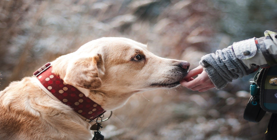 obblighi di chi ha un cane