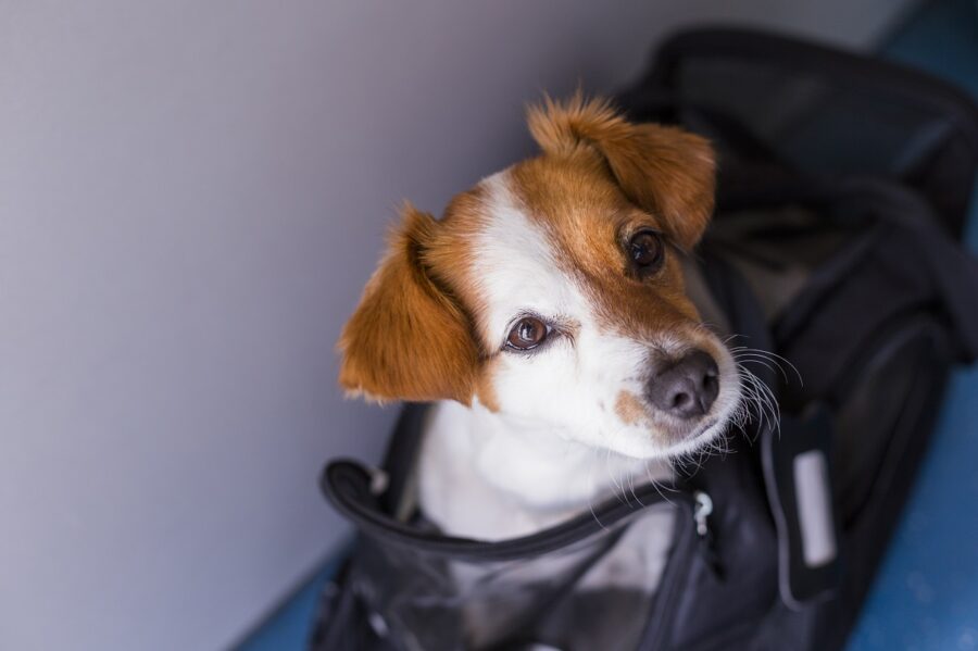cani sui mezzi pubblici