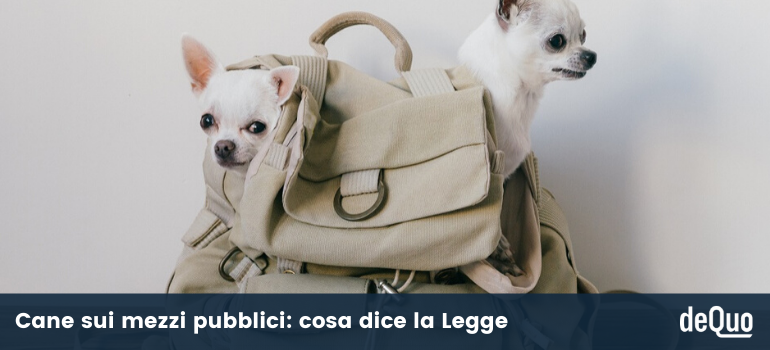 cane sui mezzi pubblici la normativa