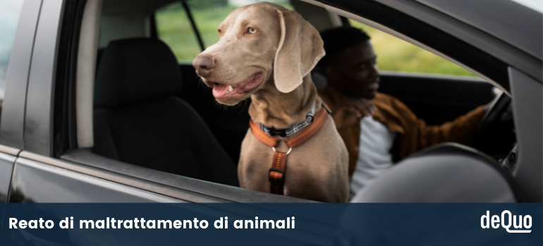 lasciare cane in machina per ore