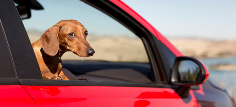 lasciare cane in machina per ore
