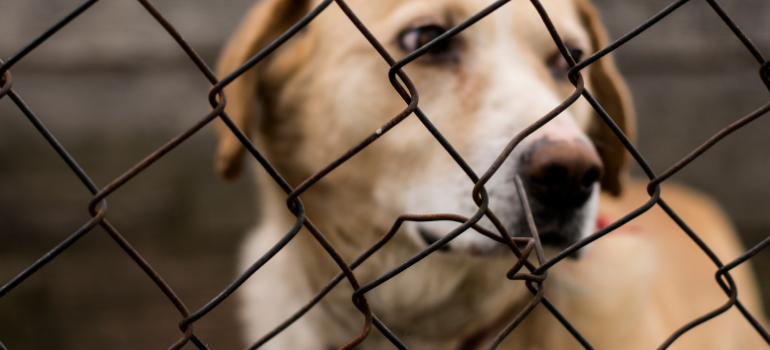 reato di abbandono di animali